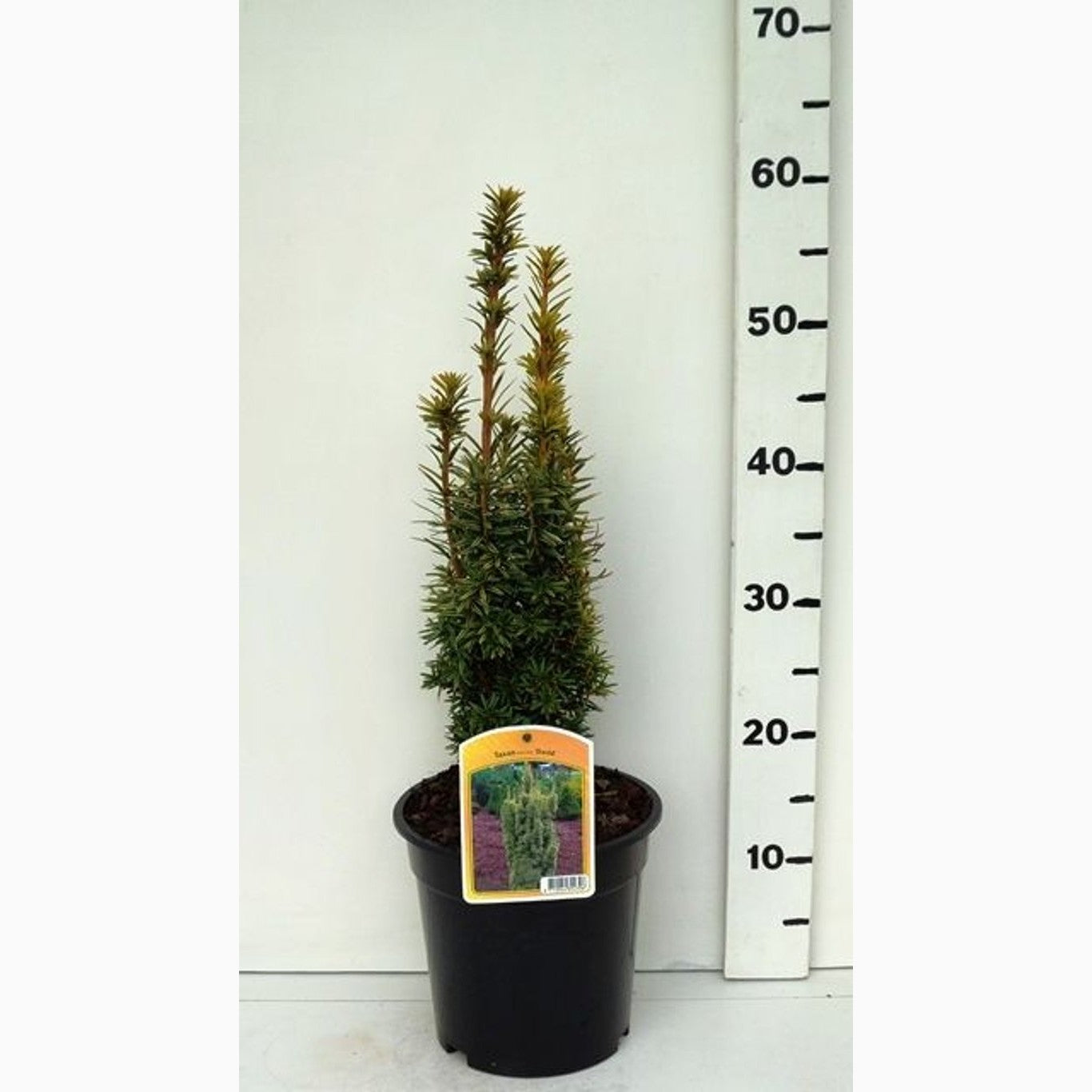 Idegran – Taxus baccata 'David' - C3 30-40 CM